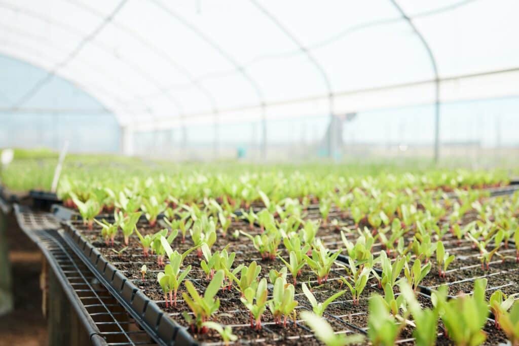 Growing happily. Still life shot of plants growing in a greenhouse on a farm.