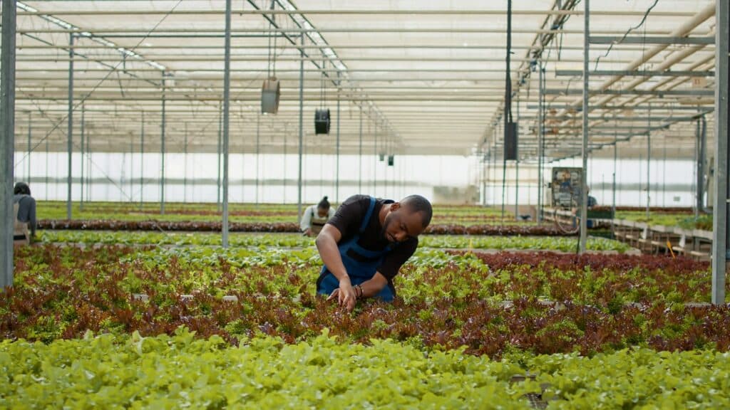 African american farmer inspecting lettuce plants checking for damage or pests