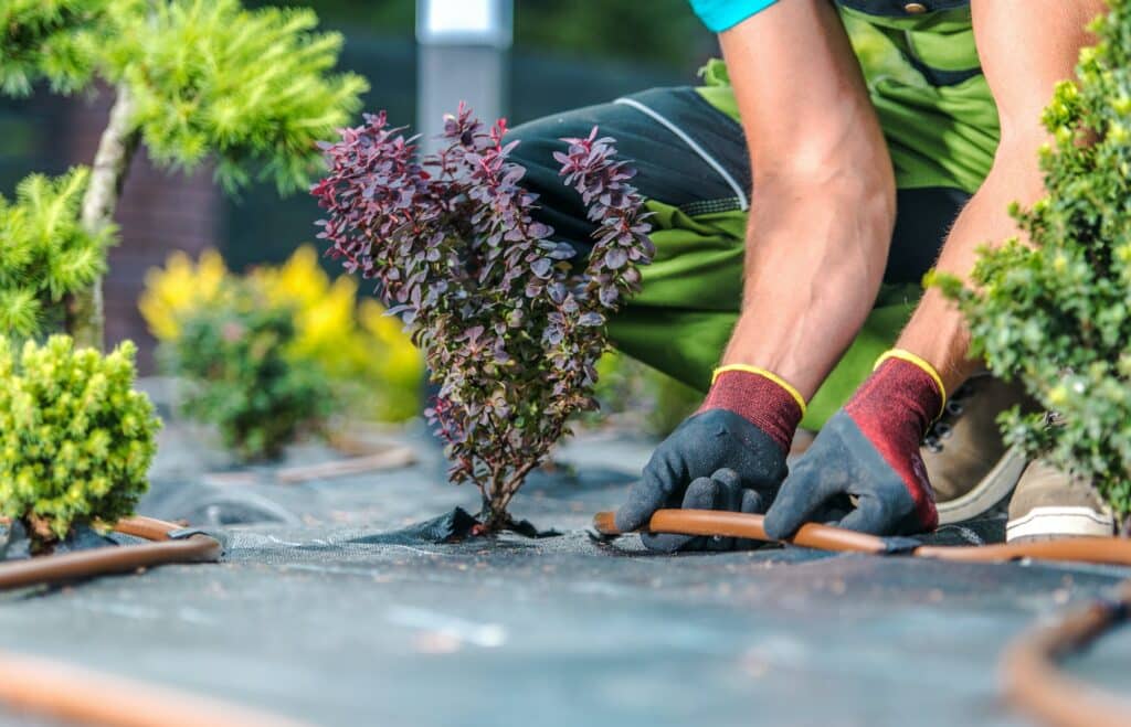 Landscaping Worker Building Trickle Irrigation System