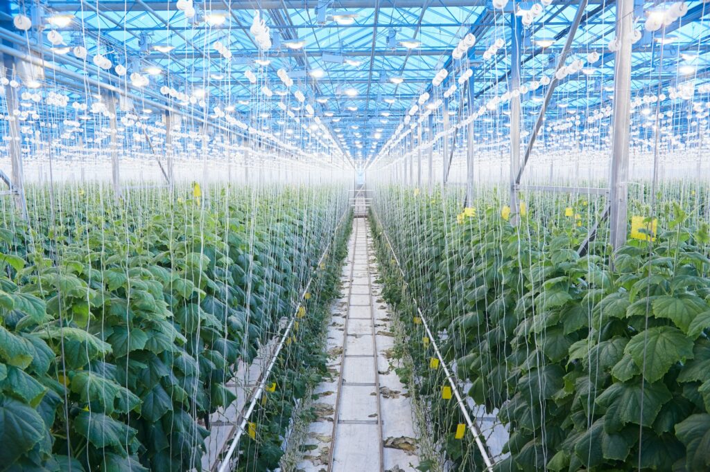 Modern Vegetable Plantation in Greenhouse